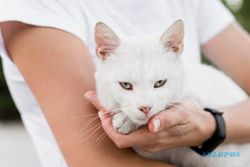 Hukum Jual Beli Kucing Menurut Pandangan Ulama dan Negara