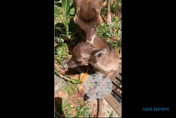 Waduh! Video Anak Rusa Terluka di Taman Balekambang Solo Beredar via WA