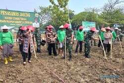 Pemulihan Ekonomi, Lahan Eks Batalyon 410 di Grobogan Ditanami Jagung