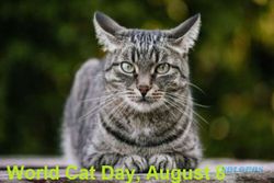 Sejarah Hari Ini: 8 Agustus 2002, Hari Kucing Sedunia