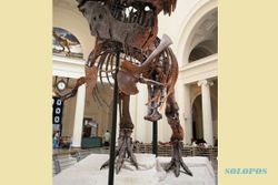 Sejarah Hari Ini: 12 Agustus 1990, Temuan Fosil Tyrannosaurus Rex