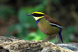 Potret Cantiknya Burung Spesies Indonesia di Taman Nasional Bali Barat