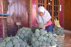 Harga Brokoli Sangat Menyedihkan, Petani Selo Boyolali Curhat Begini