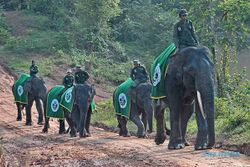 Potret 5 Gajah Sumatra Jinak Milik PIKG Jambi untuk Cegah Konflik