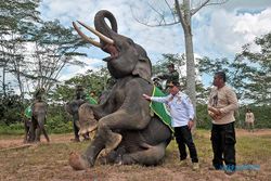 Hore! Semarang Zoo Segera Kedatangan 2 Gajah Sumatra