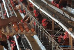 Peternak Ayam Klaim Harga Telur Turun dalam 4 Hari ke Depan