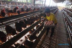 Biaya Pakan & Bibit Mahal, Harga Telur Ditingkat Peternak di Boyolali Meroket