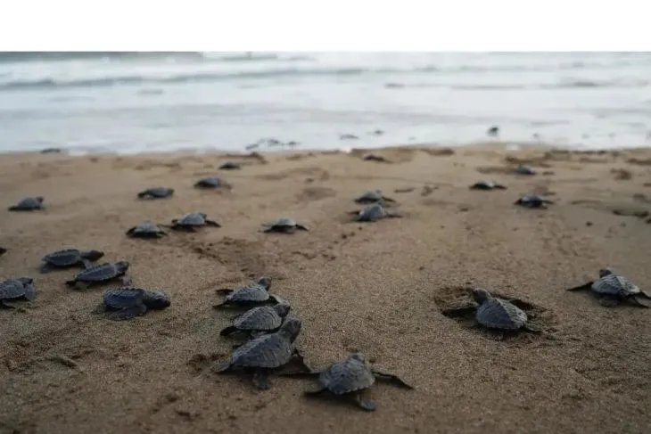 Jaga Ekosistem, Ratusan Tukik Dilepasliarkan di Pantai Kili-kili Trenggalek