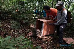 BKSDA Lepasliarkan 14 Ekor Landak Jawa di TN Gunung Merapi Yogyakarta