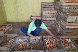 Naik Terus, Harga Telur Ayam Ras di Sragen Cetak Rekor Tertinggi