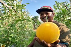 Sempat Ditertawakan Orang, Petani Hortikultura di Wonogiri Ini Justru Sukses