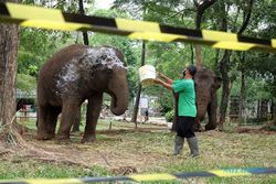 Revitalisasi TSTJ Solo, Konsep Kebun Binatang Modern & Konservasi Satwa