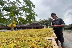 Kisah Sukses Petani Wonogiri Tanam Tembakau, Hasilnya Bisa untuk Beli Mobil