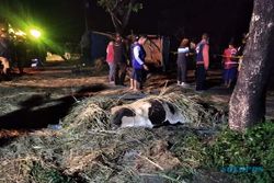 BREAKING NEWS! Kecelakaan di JLS Salatiga, 1 Orang Meninggal, 7 Sapi Mati