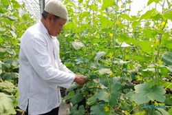 Mencicipi Manisnya Budidaya Melon Sultan di Perbatasan Klaten-Boyolali
