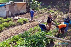 Pegawai Dinsos Sragen Borong Sayuran di Kebun Keluarga Tinggal di Tengah Sawah