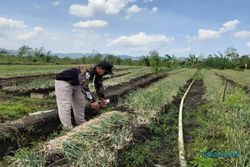 Panen Raya Bawang Merah, Ini Kisah Sukses Petani Muda Desa Jimbar Wonogiri