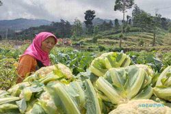 Sedihnya Petani Sayur Boyolali: Modal Cari Pinjaman, Panen Malah Merugi