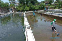 Air Umbul Manten Klaten untuk Budi Daya Ikan, Hasilnya Mengejutkan