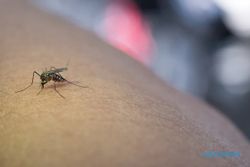 Penyebab Seseorang Lebih Sering Digigit Nyamuk Dibandingkan Orang Lain