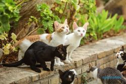 Viral Pemuda Ambarawa Cekoki Kucing dengan Miras, Pencinta Kucing: Kami Marah