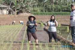 Tim UKSW Kenalkan Pertanian Organik di Dusun Dompon