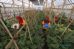 KWT Pondok Sukoharjo Manfaatkan Lahan Desa Tak Produktif Jadi Lumbung Sayur