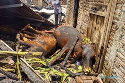 Kebakaran Rumah Warga di Desa Gentan Banaran, 2 Sapi Mati Terpanggang