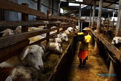 Hitung-hitungan Bisnis Ternak Kambing dan Domba Modal Minimal Cuan Maksimal