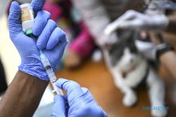 Gigitan Anjing Sebabkan Kematian, 2 Kabupaten di NTT KLB Rabies