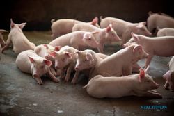 Peternak Resah dengan Temuan Virus Demam Babi Afrika
