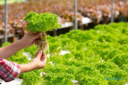 Tekan Laju Inflasi Pangan, TPID Solo Dorong Warga Terapkan Urban Farming