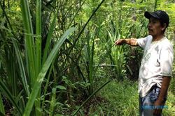 Kuburan Massal Terduga PKI di Grobogan, Lokasinya Ada di Hutan Gundih