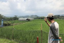 Memotret Pertanian di Desa Sukorejo, Sentra Padi Organik di Sragen