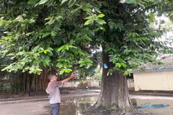 Asal Usul Pohon Sulastri: Fenomena Unik di Pesanggrahan Langenharjo Sukoharjo