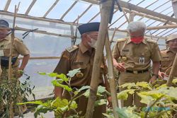 Intip Kesuksesan Lumbung Sayur di Grogol Sukoharjo yang Dipuji Ganjar Pranowo