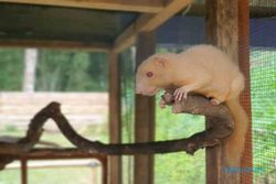 Pengelola Taman Satwa Kemuning Karanganyar Tambah Koleksi, Ada Garangan Albino