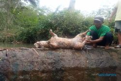 Bukan Macan Tutul, Hewan yang Mati di Sungai Jatisari Wonogiri Ternyata Anjing