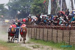 Serunya 24 Pasang Sapi Adu Cepat Lomba Karapan Sapi Piala Presiden di Bangkalan