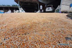 Bulog Solo Gelontorkan 1.253 Ton Jagung untuk Peternak Kecil