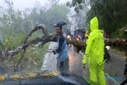 Pohon Tumbang di Nguntoronadi Bikin Macet Jalan Wonogiri-Pacitan Hampir 1 Jam