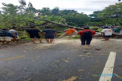 Pohon Tumbang Melintang di Jalan, Arus Wuryantoro-Wonogiri Sempat Terganggu