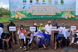 Bantu Petani Miri Sragen, Baznas Kembangkan 50 Hektare Tanaman Jagung