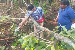 Warga Kedawung Sragen Meninggal Tertimpa Pohon Jati yang Ditebang Sendiri