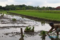 Cuaca Tak Menentu, Petani di Klaten Diminta Waspadai Potensi Serangan Wereng