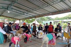 15 Kambing-Domba Didandani dan Berjalan bak Model Fashion Show di Mal Solo Baru