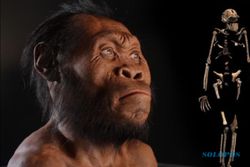 Menanti Kepulangan Fosil Manusia Jawa dari Belanda