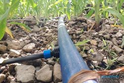 Drip Irrigation System, Solusi Pertanian Jagung di Gunung Tumpeng Jateng