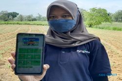 Aplikasi peTani Apps Syngenta Sediakan Fitur Lengkap Bertanam Jagung