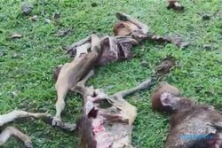 Serangan Serigala Resahkan Warga Aceh Besar, Hewan Ternak Mati Misterius